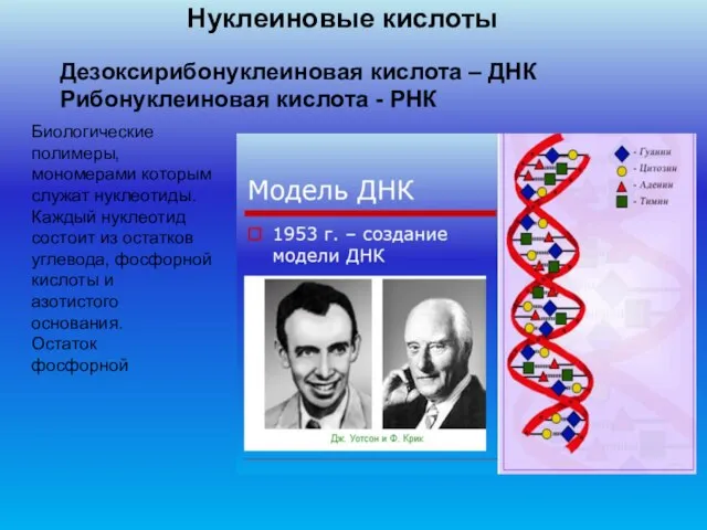 Нуклеиновые кислоты Дезоксирибонуклеиновая кислота – ДНК Рибонуклеиновая кислота - РНК Биологические полимеры,