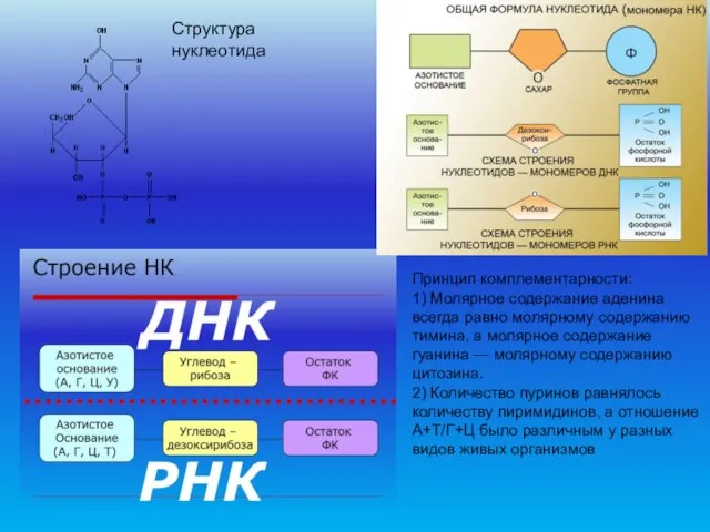 Структура нуклеотида Принцип комплементарности: 1) Молярное содержание аденина всегда равно молярному содержанию