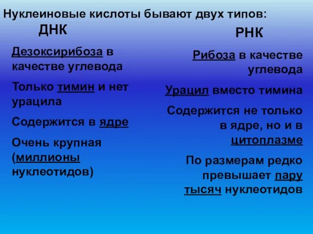 Нуклеиновые кислоты бывают двух типов: ДНК РНК Дезоксирибоза в качестве углевода Только