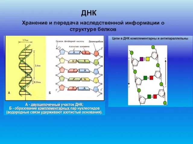 Хранение и передача наследственной информации о структуре белков ДНК