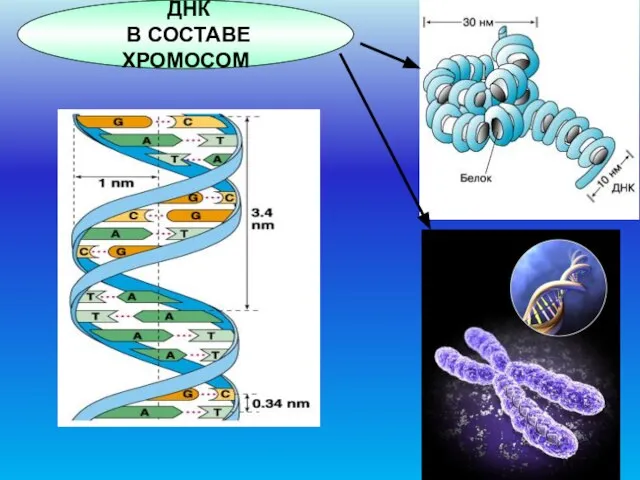 ДНК В СОСТАВЕ ХРОМОСОМ