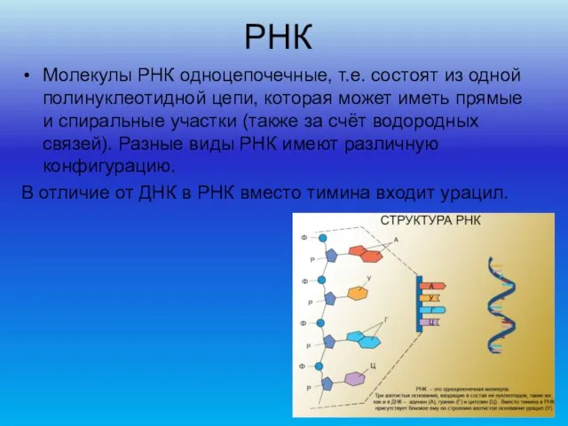 РНК Молекулы РНК одноцепочечные, т.е. состоят из одной полинуклеотидной цепи, которая может