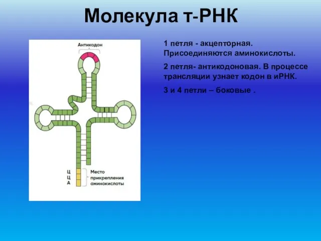 Молекула т-РНК 1 петля - акцепторная. Присоединяются аминокислоты. 2 петля- антикодоновая. В