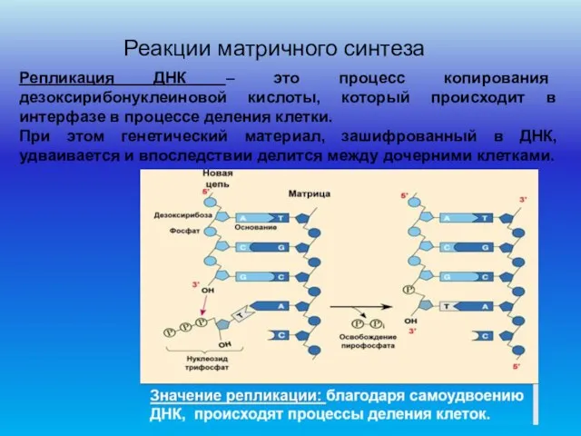 Реакции матричного синтеза Репликация ДНК – это процесс копирования дезоксирибонуклеиновой кислоты, который