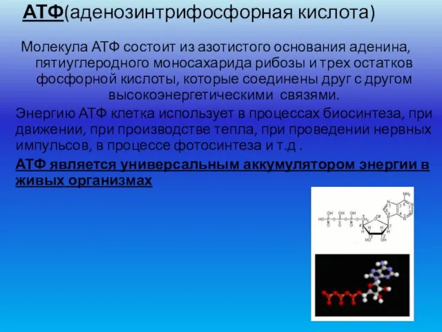 АТФ(аденозинтрифосфорная кислота) Молекула АТФ состоит из азотистого основания аденина, пятиуглеродного моносахарида рибозы