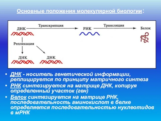 Основные положения молекулярной биологии: ДНК - носитель генетической информации, реплицируется по принципу