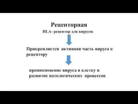 Рецепторная HLA- рецептор для вирусов Прикрепляется активная часть вируса к рецептору проникновение