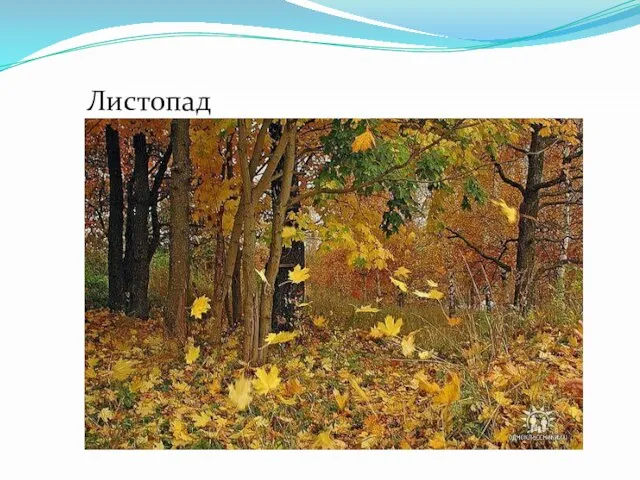 Листопад