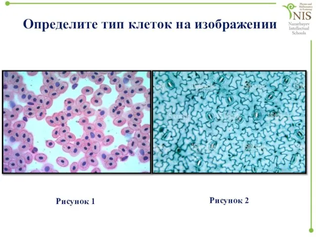 Определите тип клеток на изображении Рисунок 1 Рисунок 2