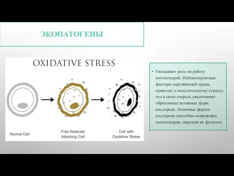 ЭКОПАТОГЕНЫ Оказывают роль на работу митохондрий. Неблагоприятные факторы окружающей среды, приводят к