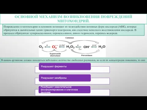 ОСНОВНОЙ МЕХАНИЗМ ВОЗНИКНОВЕНИЯ ПОВРЕЖДЕНИЙ МИТОХОНДРИЙ. Повреждение в митохондрии в основном возникает из-за