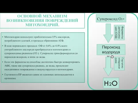 ОСНОВНОЙ МЕХАНИЗМ ВОЗНИКНОВЕНИЯ ПОВРЕЖДЕНИЙ МИТОХОНДРИЙ. Митохондрии используют приблизительно 85% кислорода, потребляемого клеткой,