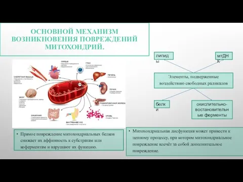 ОСНОВНОЙ МЕХАНИЗМ ВОЗНИКНОВЕНИЯ ПОВРЕЖДЕНИЙ МИТОХОНДРИЙ. Прямое повреждение митохондриальных белков снижает их аффинность