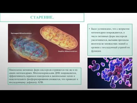 СТАРЕНИЕ. Было установлено, что с возрастом митохондрии повреждаются, а число активных форм