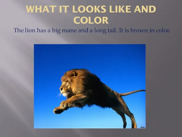 WHAT IT LOOKS LIKE AND COLOR The lion has a big mane