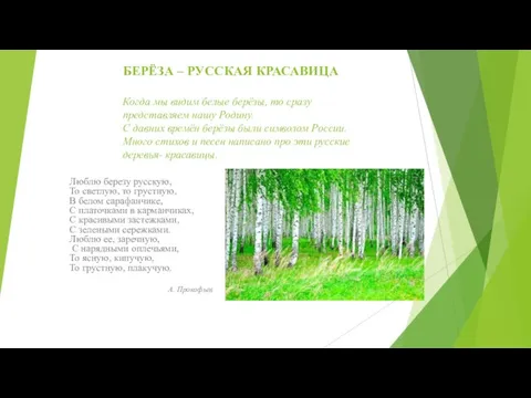 БЕРЁЗА – РУССКАЯ КРАСАВИЦА Когда мы видим белые берёзы, то сразу представляем