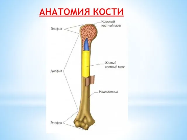 АНАТОМИЯ КОСТИ