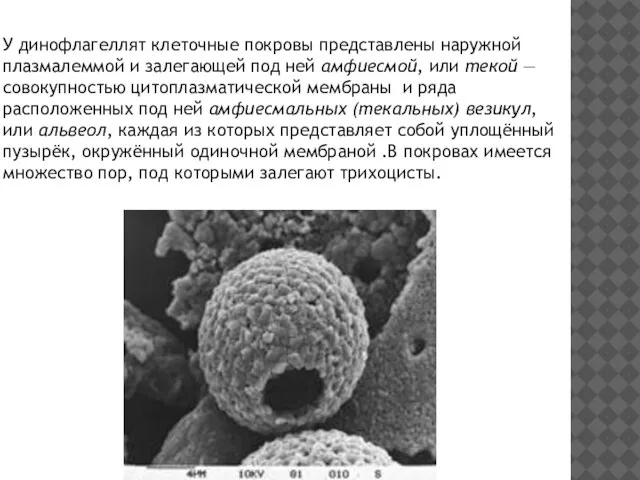 У динофлагеллят клеточные покровы представлены наружной плазмалеммой и залегающей под ней амфиесмой,