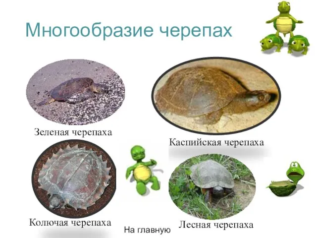 Многообразие черепах Зеленая черепаха Каспийская черепаха Колючая черепаха Лесная черепаха На главную