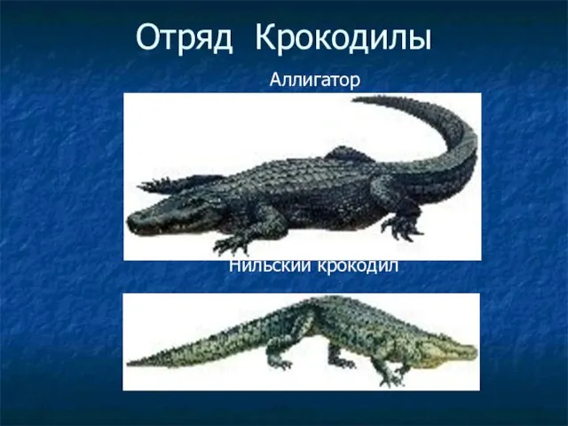 Отряд Крокодилы Аллигатор Нильский крокодил