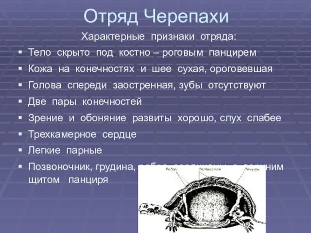 Отряд Черепахи Характерные признаки отряда: Тело скрыто под костно – роговым панцирем