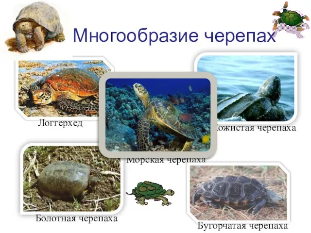 Многообразие черепах Логгерхед Кожистая черепаха Морская черепаха Болотная черепаха Бугорчатая черепаха