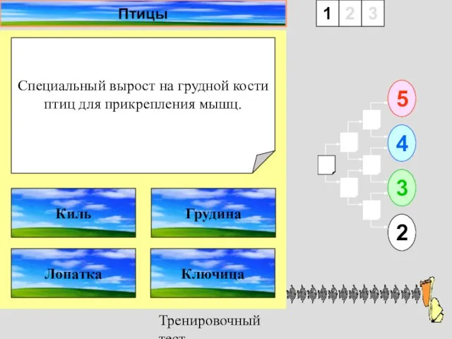 Тренировочный тест Птицы Специальный вырост на грудной кости птиц для прикрепления мышц.