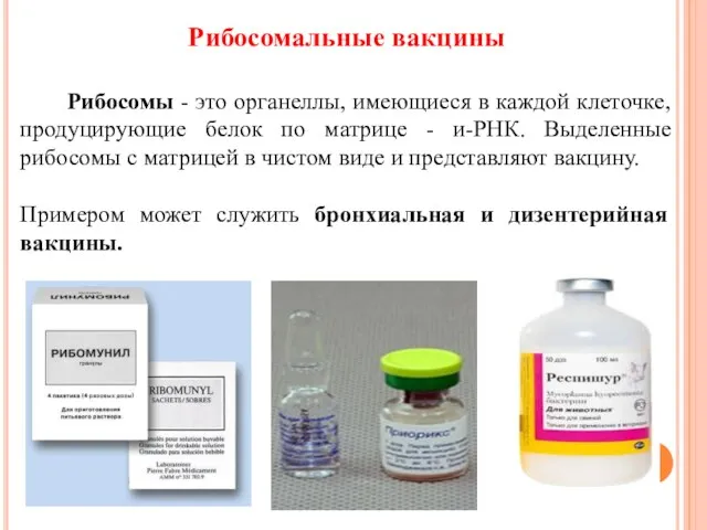 Рибосомальные вакцины Рибосомы - это органеллы, имеющиеся в каждой клеточке, продуцирующие белок