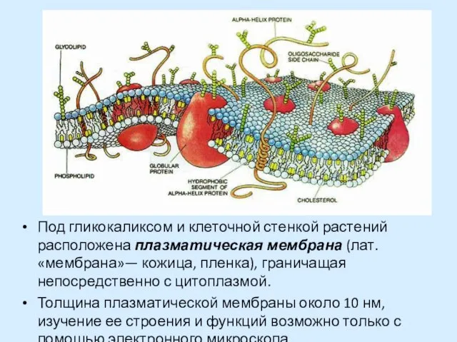 Под гликокаликсом и клеточной стенкой растений расположена плазматическая мембрана (лат. «мембрана»— кожица,
