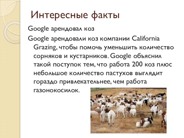 Интересные факты Google арендовал коз Google арендовали коз компании California Grazing, чтобы