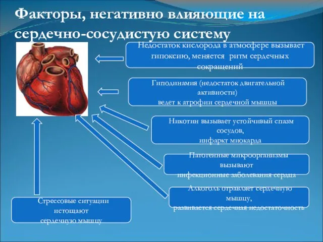Гиподинамия (недостаток двигательной активности) ведет к атрофии сердечной мышцы Алкоголь отравляет сердечную