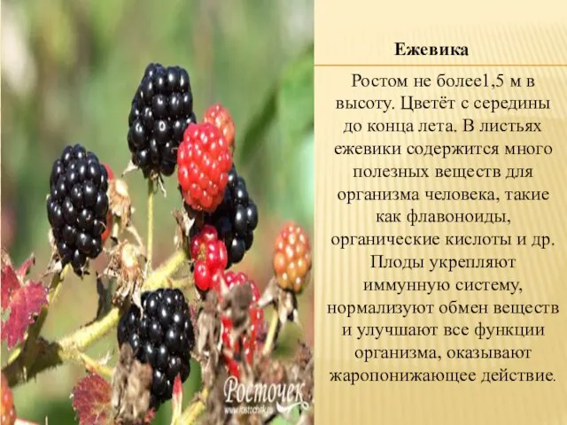 Ежевика Ростом не более1,5 м в высоту. Цветёт с середины до конца