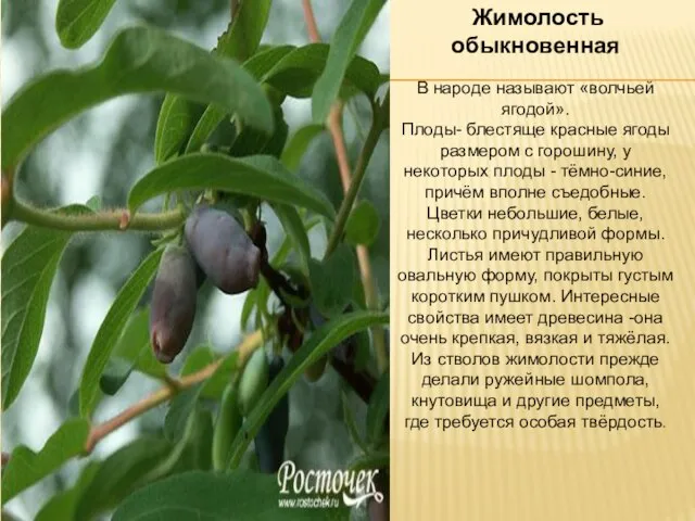 Жимолость обыкновенная В народе называют «волчьей ягодой». Плоды- блестяще красные ягоды размером