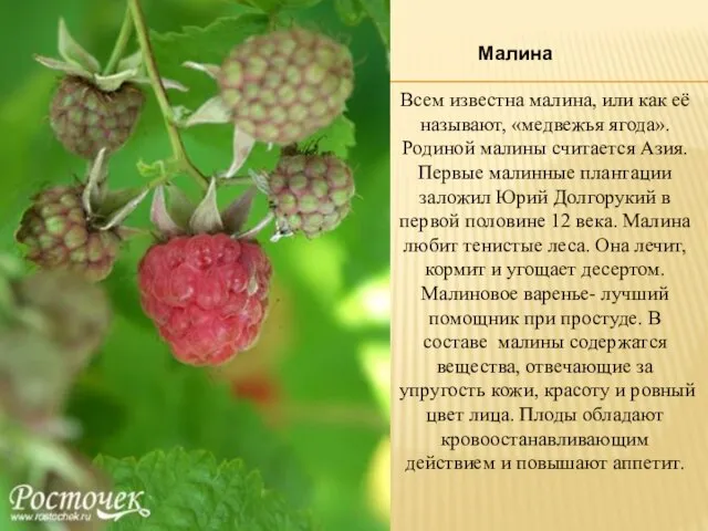 Малина Всем известна малина, или как её называют, «медвежья ягода». Родиной малины