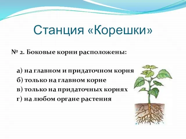 Станция «Корешки» № 2. Боковые корни расположены: а) на главном и придаточном