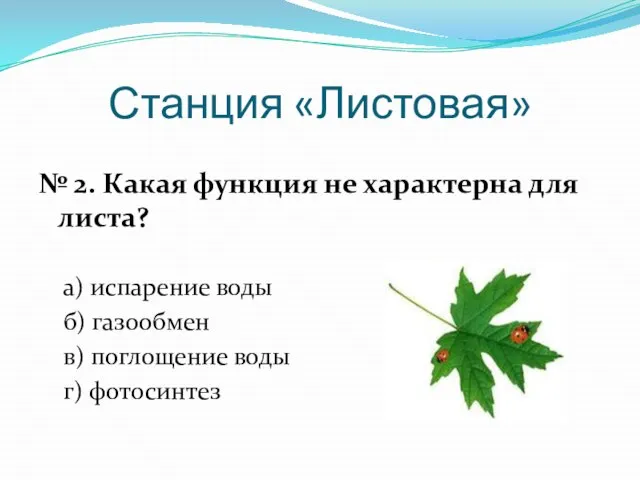 Станция «Листовая» № 2. Какая функция не характерна для листа? а) испарение