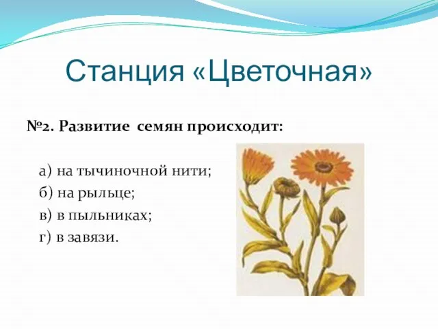 Станция «Цветочная» №2. Развитие семян происходит: а) на тычиночной нити; б) на