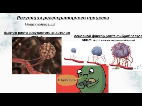 Реваскуляризация фактор роста сосудистого эндотелия (ФРСЭ) (VEGF, vascular endothelial growth factor) основной