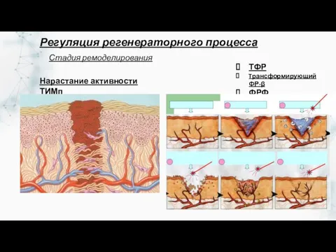 Стадия ремоделирования Нарастание активности ТИМп ТФР Tрансформирующий ФР-β ФРФ Регуляция регенераторного процесса