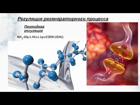 Пептидная регуляция NH2-Gly-L-His-L-Lys-COOH (GHL) Регуляция регенераторного процесса