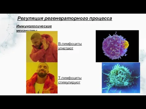 Иммунологические механизмы Т-лимфоциты стимулируют В-лимфоциты угнетают Регуляция регенераторного процесса