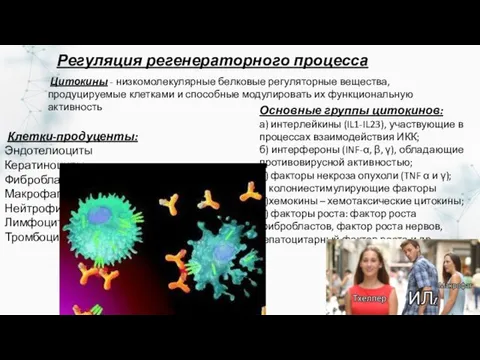 Цитокины - низкомолекулярные белковые регуляторные вещества, продуцируемые клетками и способные модулировать их