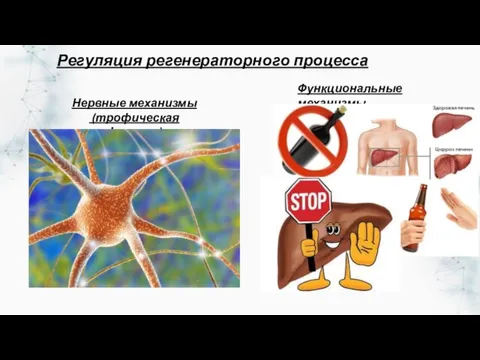 Нервные механизмы (трофическая функция) Функциональные механизмы Регуляция регенераторного процесса