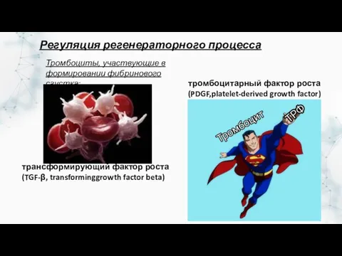 тромбоцитарный фактор роста (PDGF,platelet-derived growth factor) Тромбоциты, участвующие в формировании фибринового сгустка: