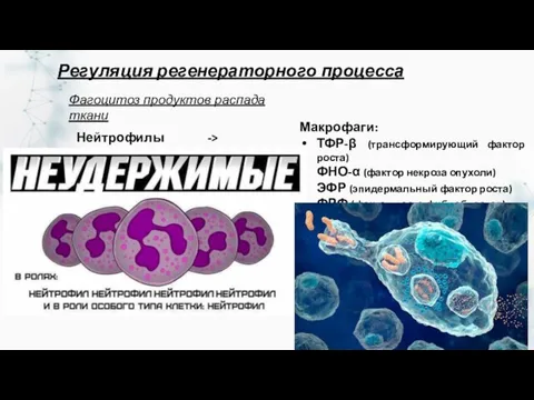 Фагоцитоз продуктов распада ткани Нейтрофилы -> гистамин Макрофаги: ТФР-β (трансформирующий фактор роста)