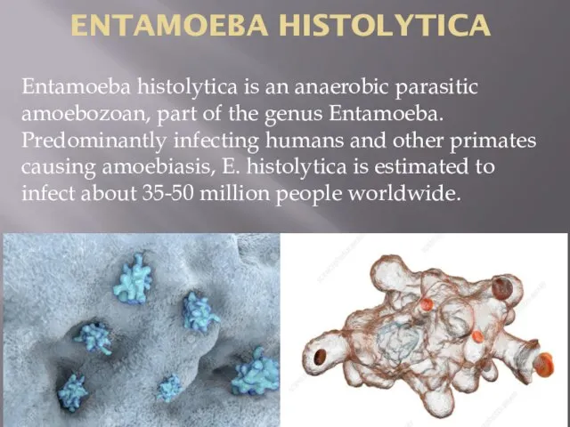 ENTAMOEBA HISTOLYTICA Entamoeba histolytica is an anaerobic parasitic amoebozoan, part of the