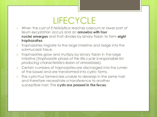 LIFECYCLE When the cyst of E.histolytica reaches caecum or lower part of