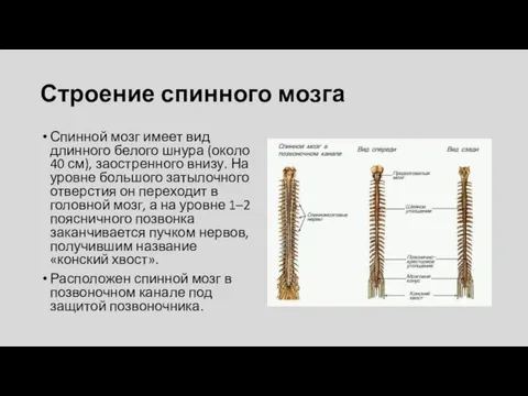 Строение спинного мозга Спинной мозг имеет вид длинного белого шнура (около 40