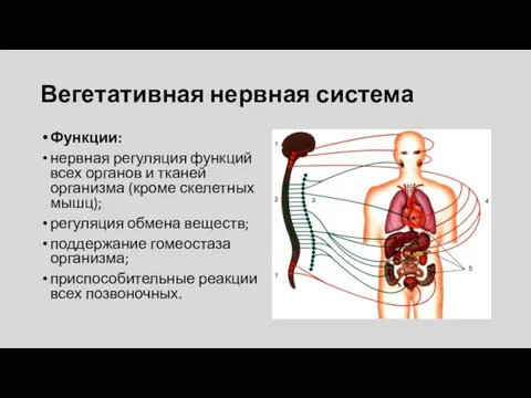 Вегетативная нервная система Функции: нервная регуляция функций всех органов и тканей организма