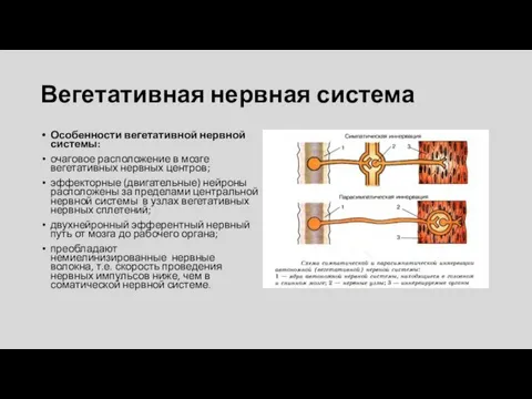 Вегетативная нервная система Особенности вегетативной нервной системы: очаговое расположение в мозге вегетативных